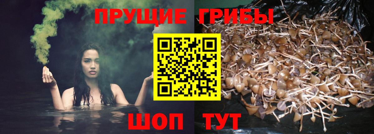 магазин продажи   Вход с VPN  Урус-Мартан  Галлюциногенные грибы Psilocybe 